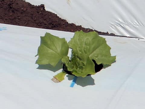 Lactuca sativa var. capitata