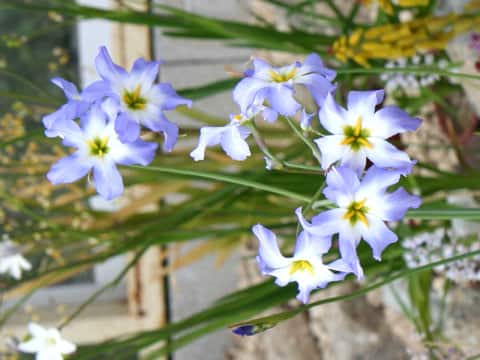Leucocoryne ixioides