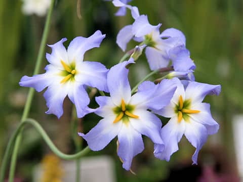 Leucocoryne ixioides