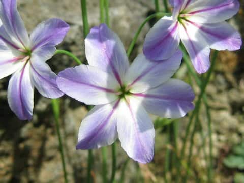 Leucocoryne ixioides