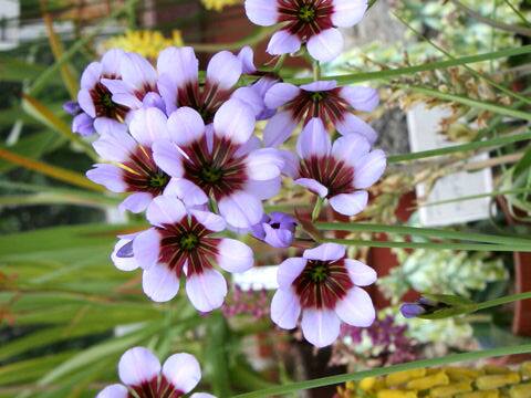 Leucocoryne purpurea