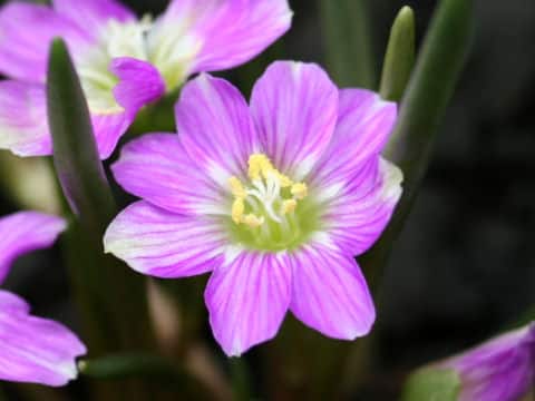 Lewisia pygmaea