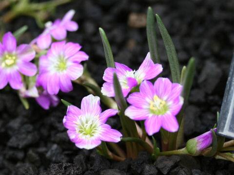 Lewisia pygmaea