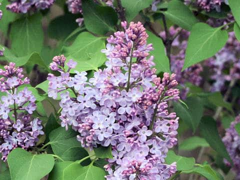 Syringa vulgaris