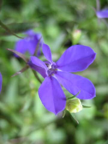 Lobelia erinus