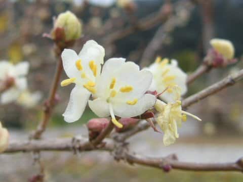 Lonicera x purpusii