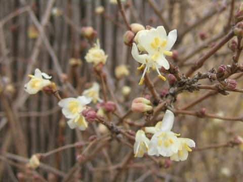 Lonicera x purpusii