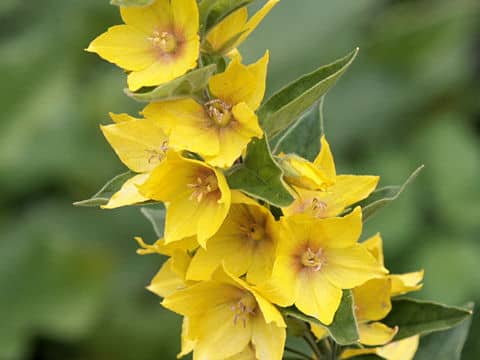 Lysimachia punctata