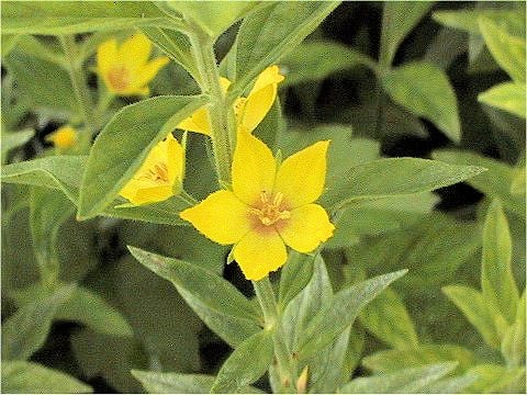 Lysimachia punctata
