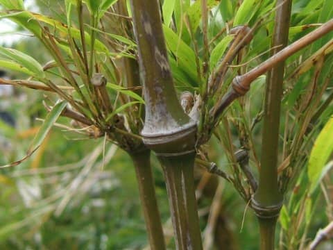 Qiongzhuea tumidinoda