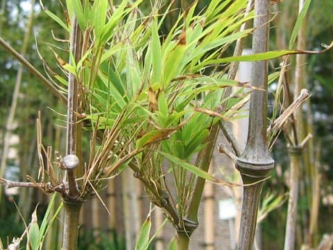 Qiongzhuea tumidinoda
