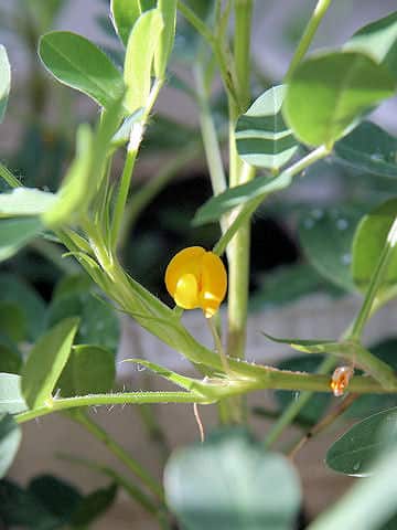 Arachis hypogaea