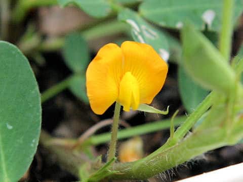Arachis hypogaea