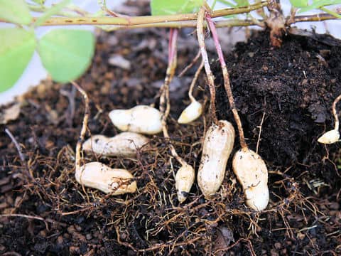 Arachis hypogaea