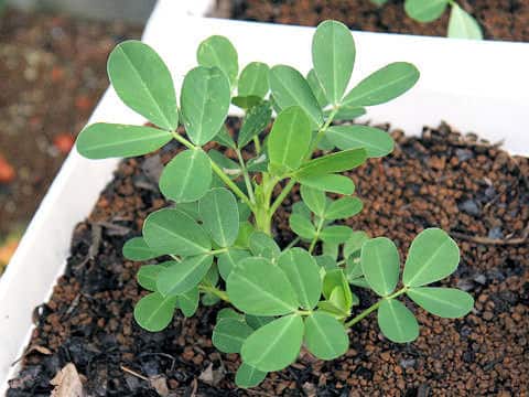 Arachis hypogaea