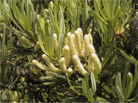 Podocarpus macrophyllus var. maki
