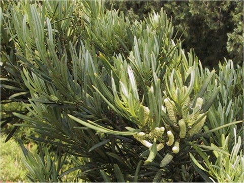 Podocarpus macrophyllus var. maki