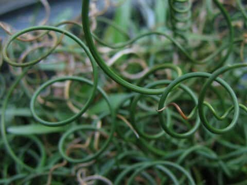 Juncus effusus var. decipiens cv. spiralis