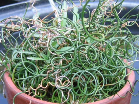 Juncus effusus var. decipiens cv. spiralis
