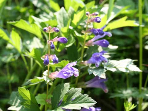 Meehania urticifolia