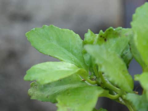 Lysionotus pauciflorus var. ikedae