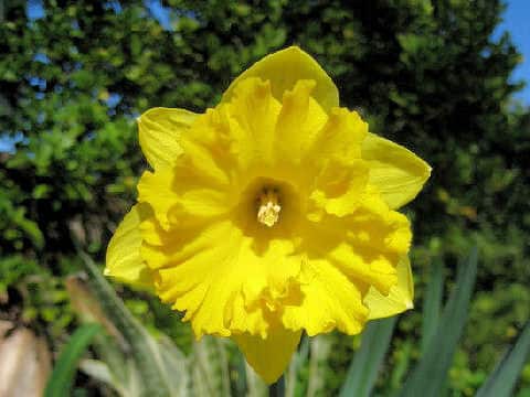 Narcissus pseudo-narcissus