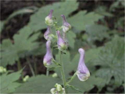 Aconitum loczyanum