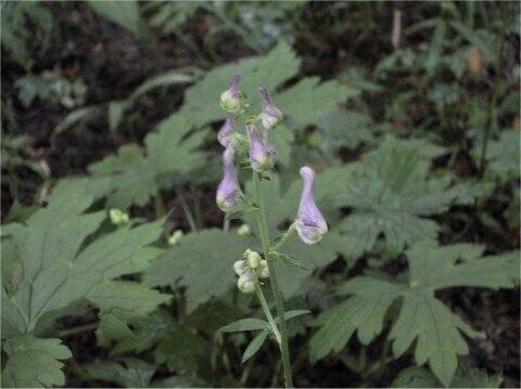Aconitum loczyanum