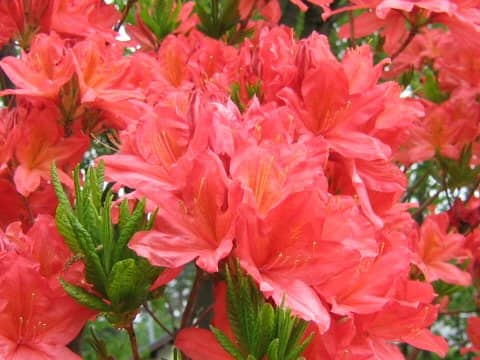 Rhododendron japonicum
