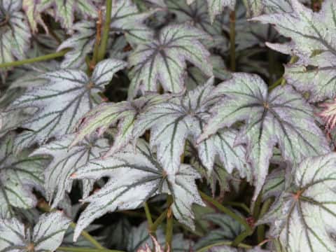 Begonia rex-cultorum