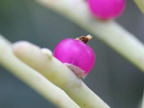Rhipsalis quellebambensis