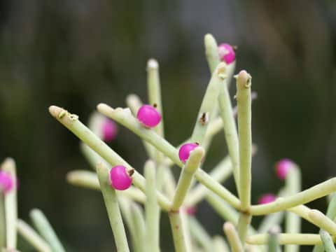 Rhipsalis quellebambensis