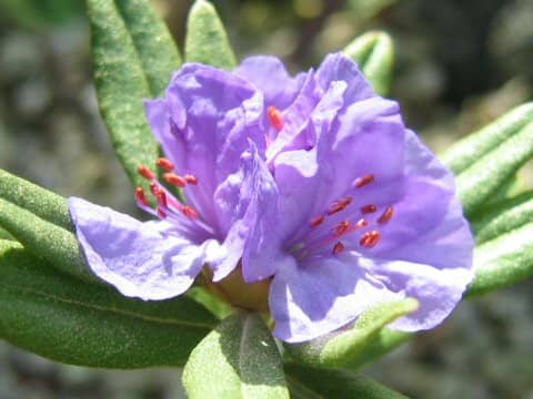 Rhododendron hippophaeoides