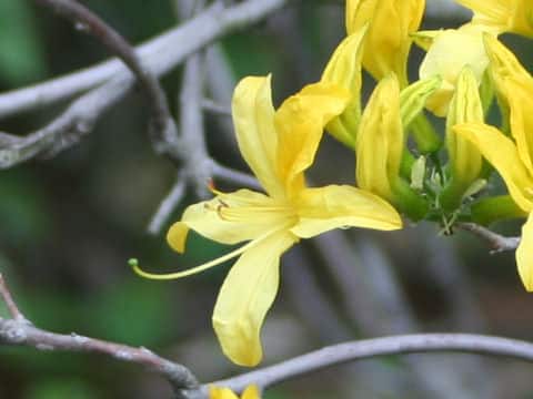 Rhododendron luteum