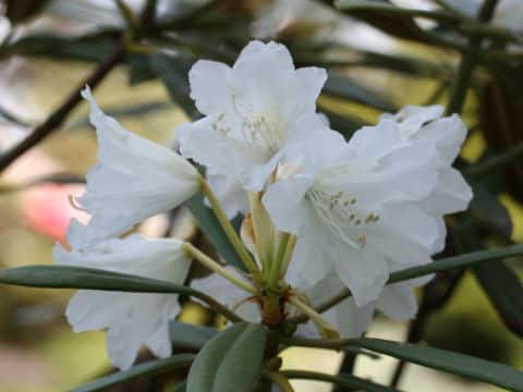 Rhododendron williamsianum
