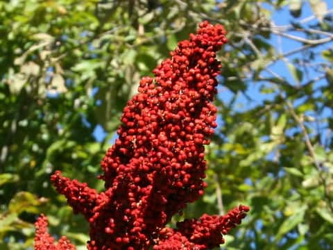 Rhus glabra