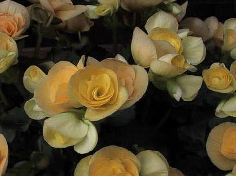Begonia x hiemalis