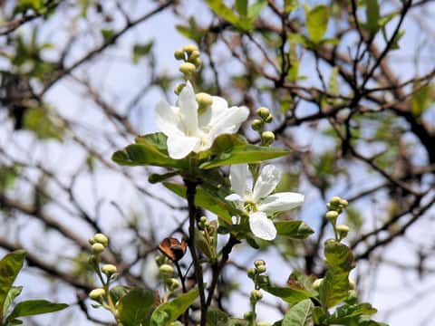 Exochorda racemosa