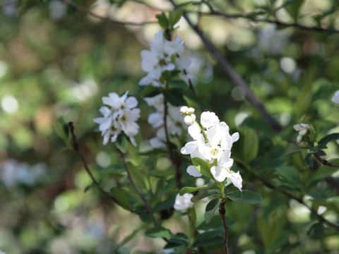 Exochorda racemosa