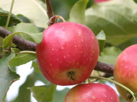 Malus domestica cv. Alps Otome
