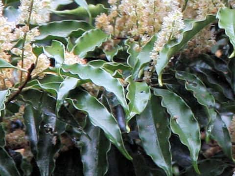 Prunus spinulosa