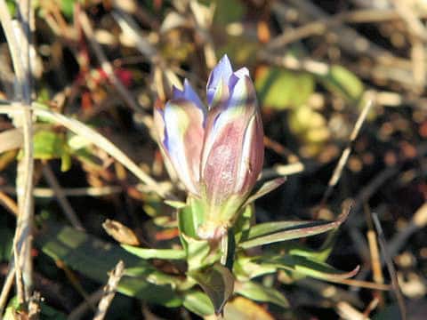 Gentiana scabra var. buergeri