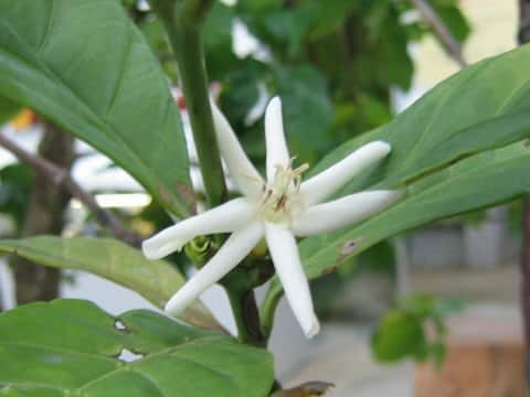 Coffea canephora