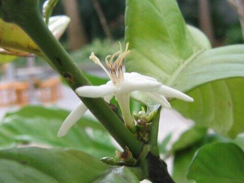 Coffea canephora