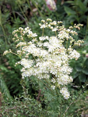 Filipendula hexapetala