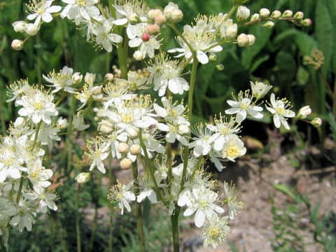 Filipendula hexapetala