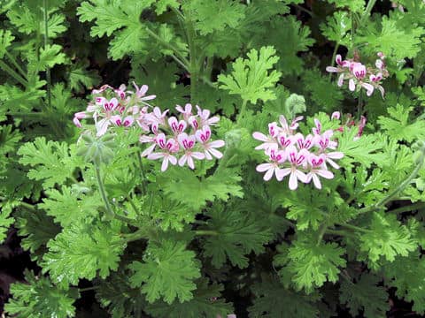 Pelargonium graveolens