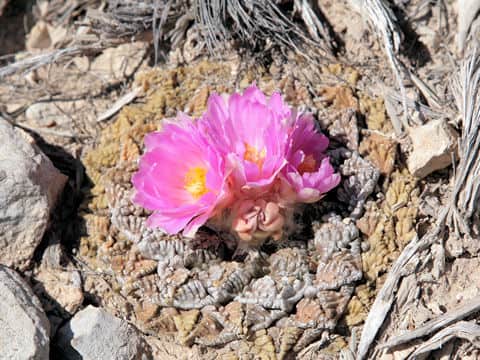 Roseocactus fissuratus