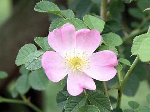Rosa rubiginosa