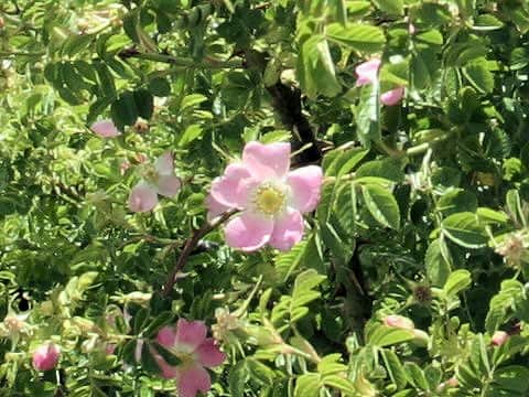 Rosa rubiginosa